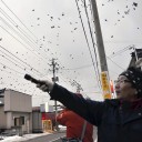 カラスレーザーポインター威嚇・攻撃防・御方法