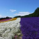 北海道富良野のラベンダー