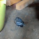 7月7日の日記