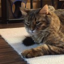 無事猫カフェ行きましたw 7/19 ジムバトル カリントウ 堺東店