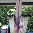 ショクダイオオコンニャク