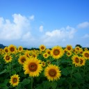 暑中お見舞いもうしあげます