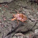 リアルツチニン