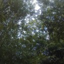 ツクツクホーシが大群で…＼(◎o◎)／