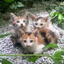 にんげんだけの・・・