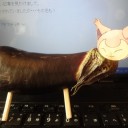 エネコ顔の「なすの牛(精霊馬)」お盆だから作ってみた