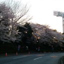 神宮外苑の桜