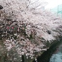目黒川の桜を見つつ