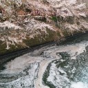 目黒川の桜を見つつ