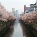 目黒川の桜を見つつ