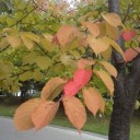 紅葉。(^。^;)