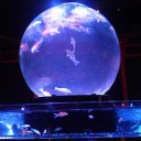 日本橋　アートアクアリウム