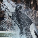 脳筋写真展２　水しぶきとシャチ