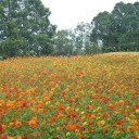 花を見て飯を食べる