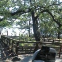 三保の浜　　富士は休みて　　松と海　