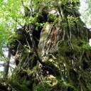 何故！屋久島の杉は3000年もの長寿の杉になる？！