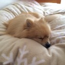 ぬくぬくお昼寝