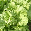 野崎白菜を使った！なごや招福肉まん！！