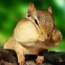 （杜仲っちゃ♪）　♪ 音【薬】箱 ♪　…整理整頓 栗鼠…っ☆　【免疫を補うのは免疫細胞を活性化させる…喜びです！】