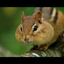 （杜仲っちゃ♪）　♪ 音【薬】箱 ♪　…整理整頓 栗鼠…っ☆　【免疫を補うのは免疫細胞を活性化させる…喜びです！】