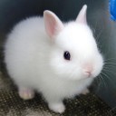 うさぎさん