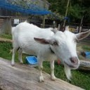 うさぎさん
