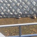 鴨れおん？