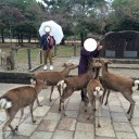秋の奈良公園・正倉院展