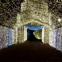ひまわり