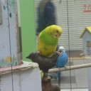 トリアタマ。(-_-#)