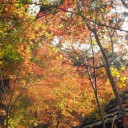紅葉を求めて長寿寺へ！