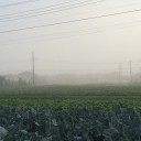 晩秋の風物詩