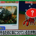 ヤドカリは賢いナァ～！！