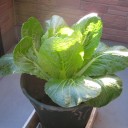 野菜
