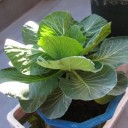 野菜