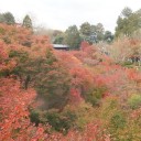 紅葉を求めて　京都・東福寺へ！