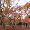 紅葉を求めて　京都・東福寺へ！