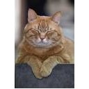 ちゃねこ・・・