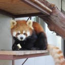 レッサーパンダ　2mのフェンス乗り越え逃走中