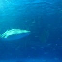 いおワールドに行ってきましたよ