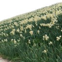 野母崎水仙まつり
