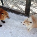 キツネ村その2