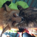 キツネ村その2