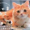 猫の仕草で一番可愛いのは