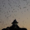 小田原駅周辺カラスの大群には対策が難航！！