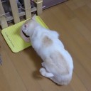 明日はチームジャンド邸です！