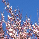 花に雪