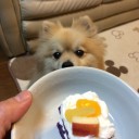 ポメ子7歳