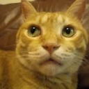 ちゃねこ・・・