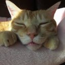 ちゃねこ・・・